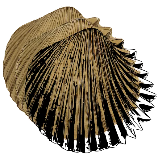 Ribbed cockle shell 02