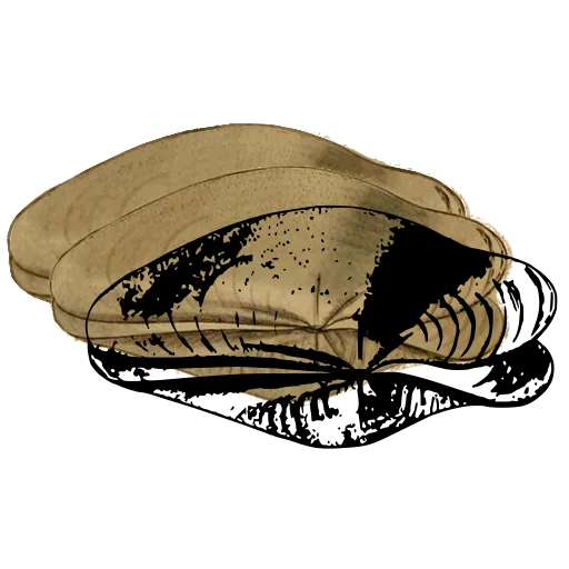 Open bivalve shell 01
