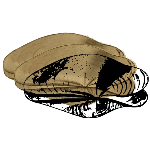 Open bivalve shell 01