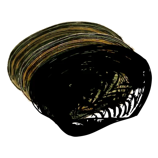 Marked bivalve shell 02