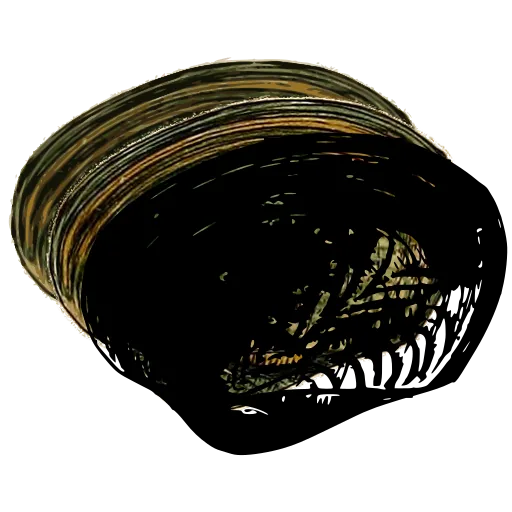 Marked bivalve shell 02