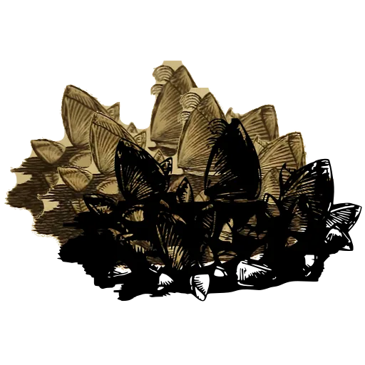 Barnacle cluster 01