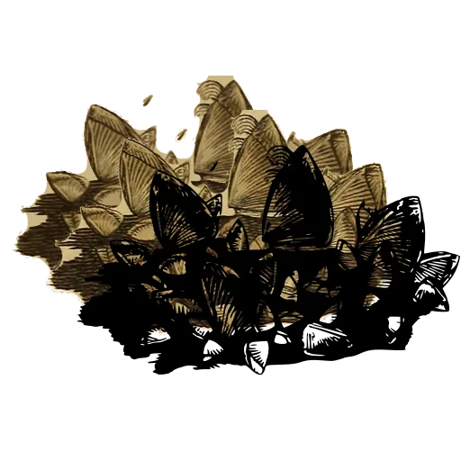 Barnacle cluster 01