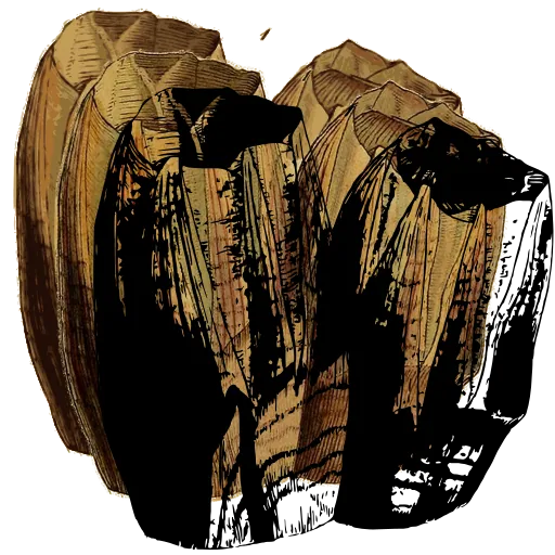 Paired acorn barnacles