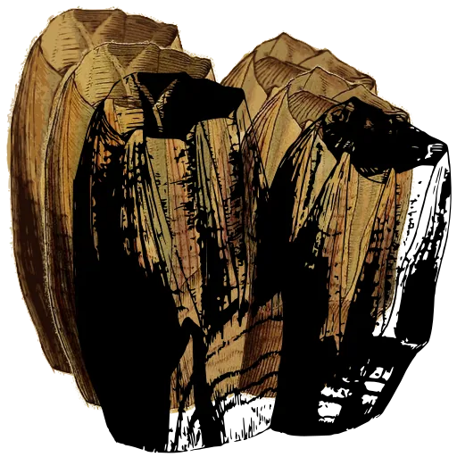 Paired acorn barnacles