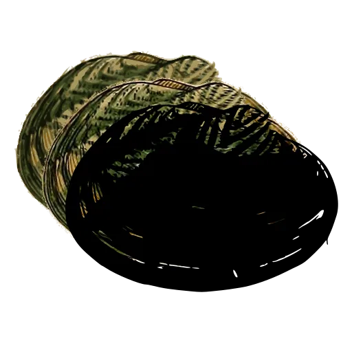 Smooth dark bivalve 01