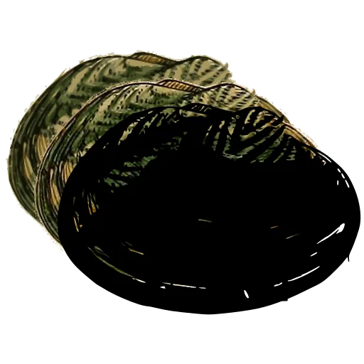 Smooth dark bivalve 01