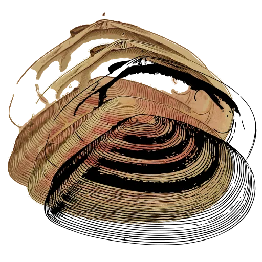 Ribbed bivalve shell 02