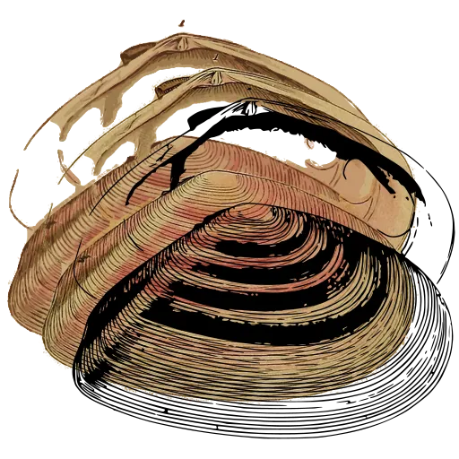 Ribbed bivalve shell 02