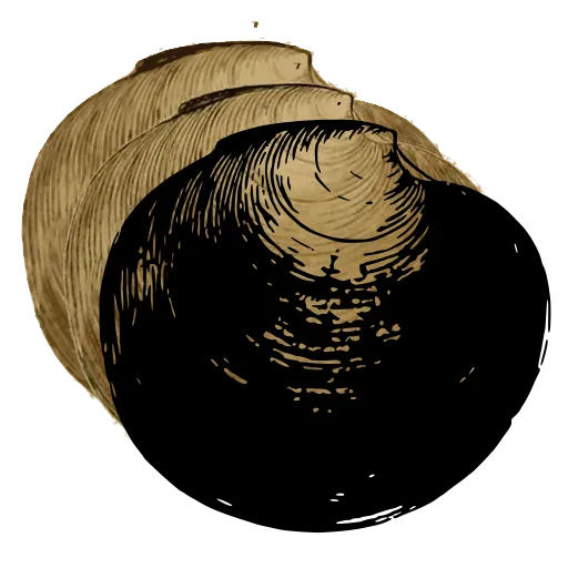Smooth bivalve shell 03