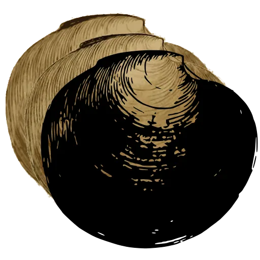 Smooth bivalve shell 03