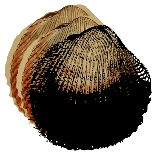 Ribbed bivalve shell 03