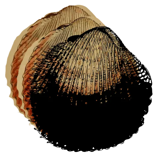 Ribbed bivalve shell 03