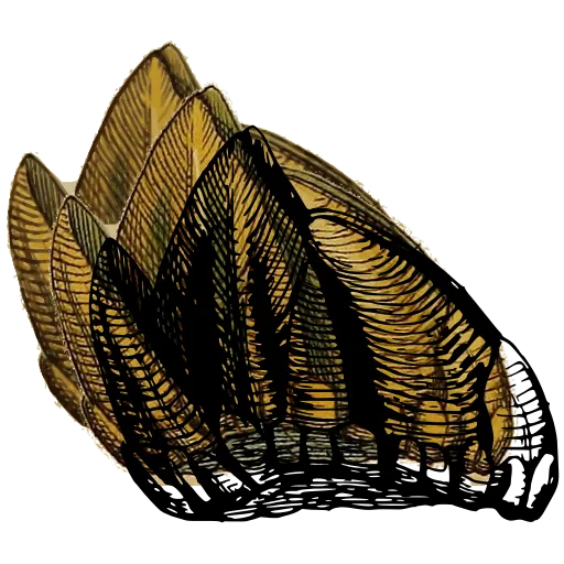 Barnacle cluster 03