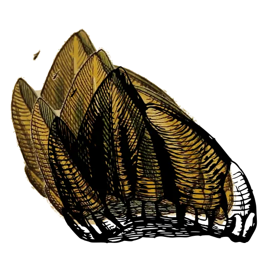 Barnacle cluster 03