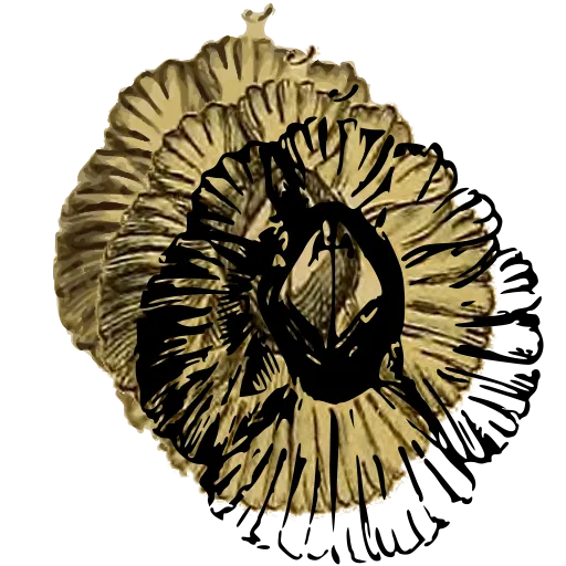 Barnacle from above 02
