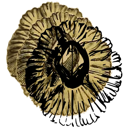 Barnacle from above 02