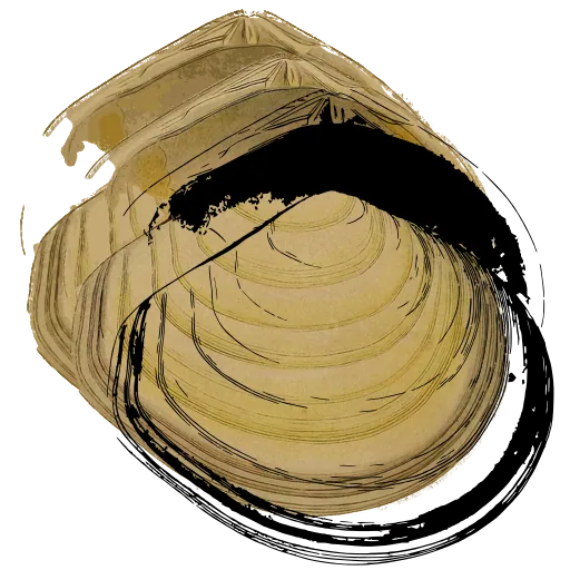 Open bivalve shell 02