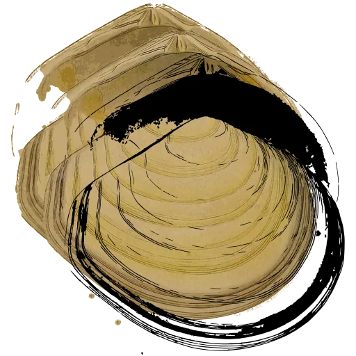 Open bivalve shell 02