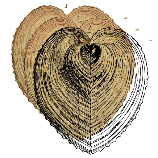 Heart-shaped cockle shell 01