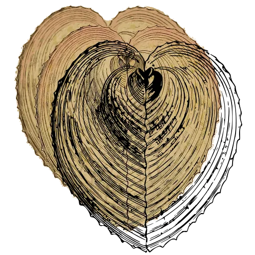 Heart-shaped cockle shell 01