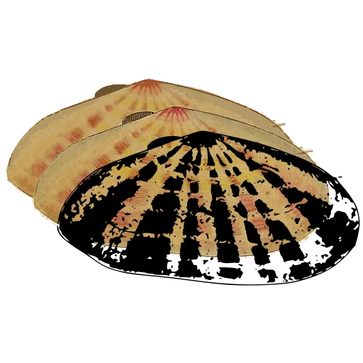 Barred limpet shell