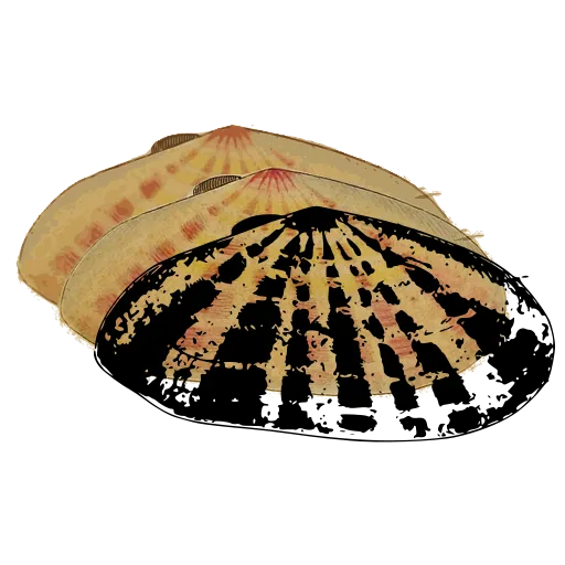 Barred limpet shell