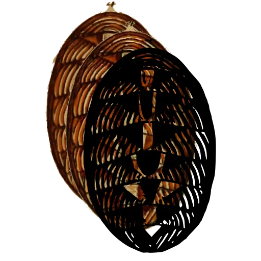 Chiton from above 01