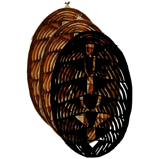 Chiton from above 01