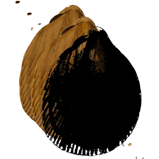 Smooth bivalve shell 05