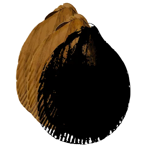 Smooth bivalve shell 05