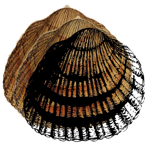 Ribbed cockle shell 03