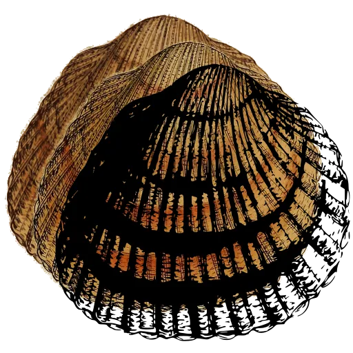 Ribbed cockle shell 03