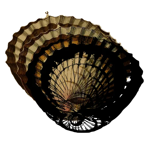 Ribbed limpet interior