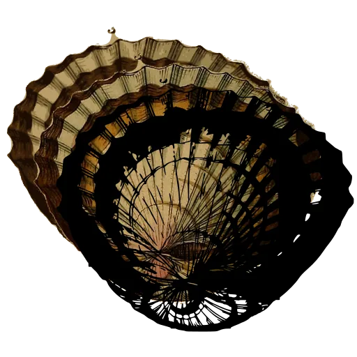 Ribbed limpet interior