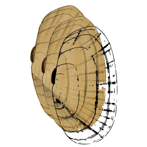 Coiled shell outline 01