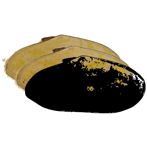 Smooth dark bivalve 02