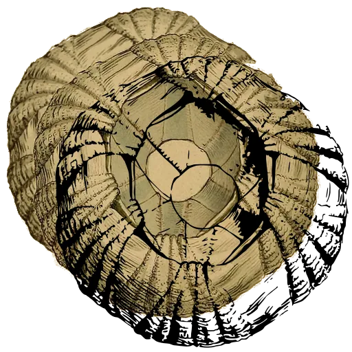 Barnacle from above 04