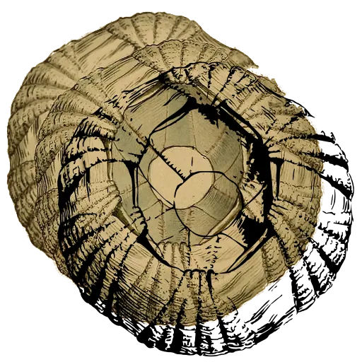 Barnacle from above 04