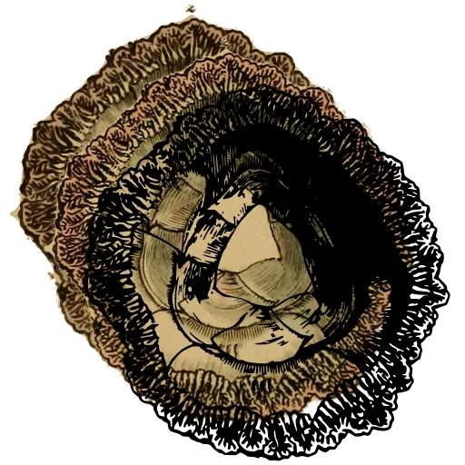 Frilled barnacle from above 01