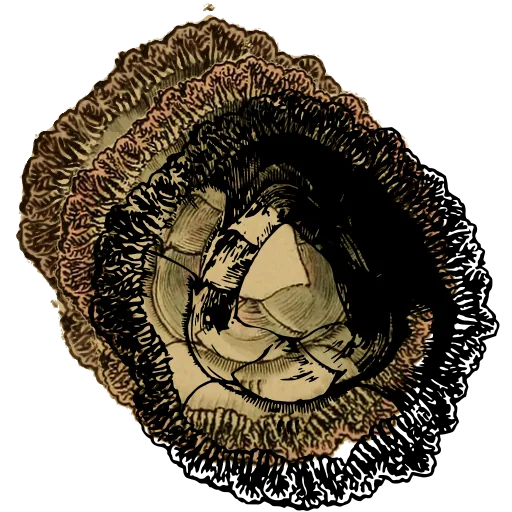 Frilled barnacle from above 01