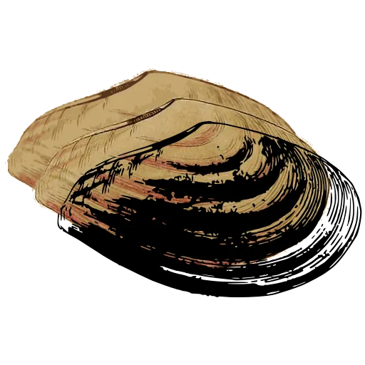 Ribbed mussel shell 01