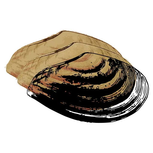 Ribbed mussel shell 01
