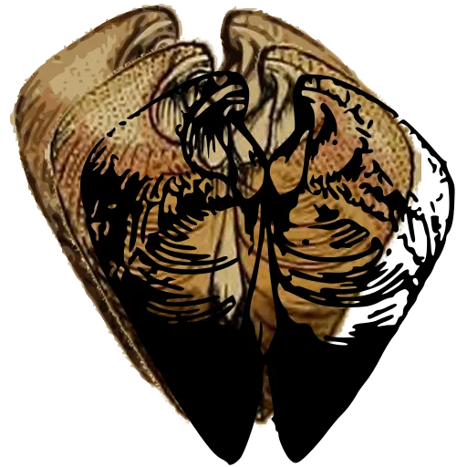 Bivalve interior with teeth 02