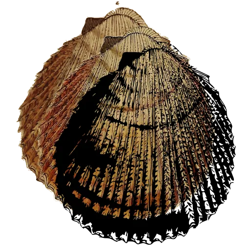 Ribbed cockle shell 04