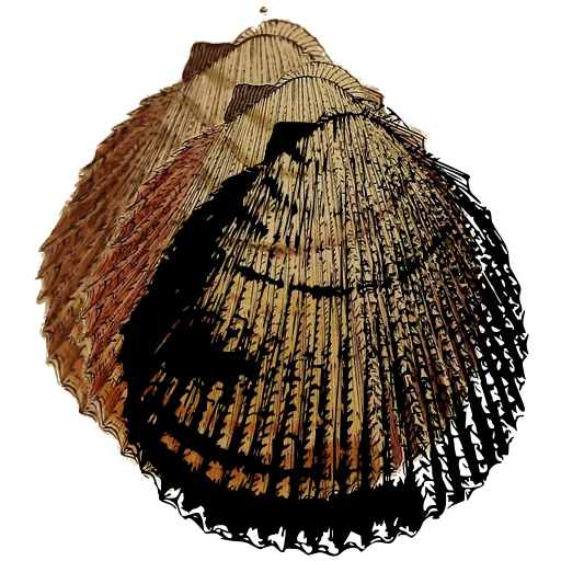 Ribbed cockle shell 04