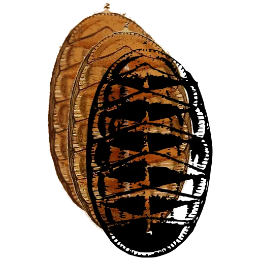 Chiton from above 01