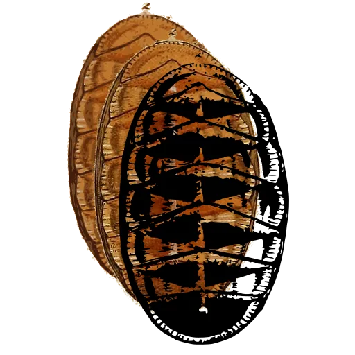 Chiton from above 01