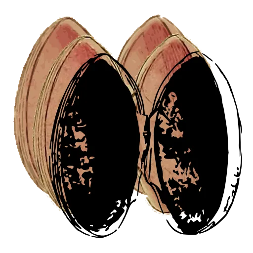 Open bivalve shell 03