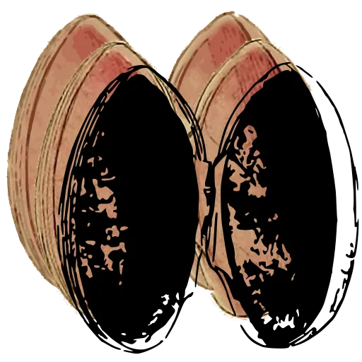 Open bivalve shell 03